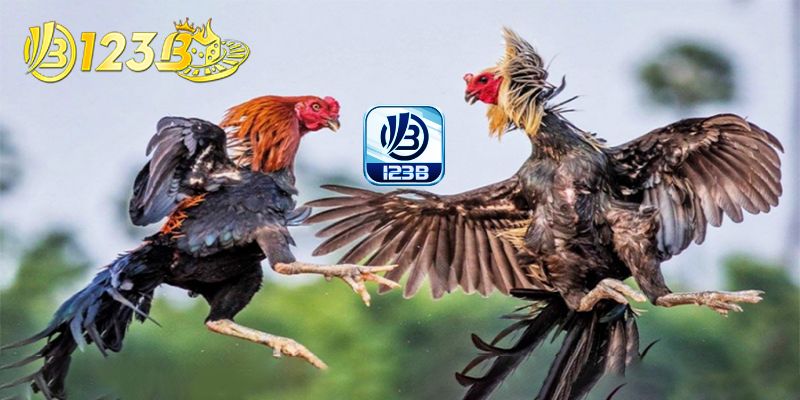 Trang chủ 21 Trường gà tổ chức sôi động từ 123B cung cấp